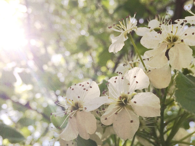 Spring Flowers - Into the Great Wide Open