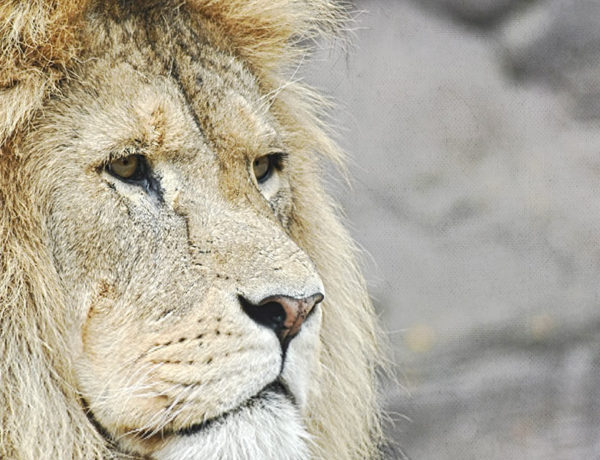 Lion's Gate Sanctuary