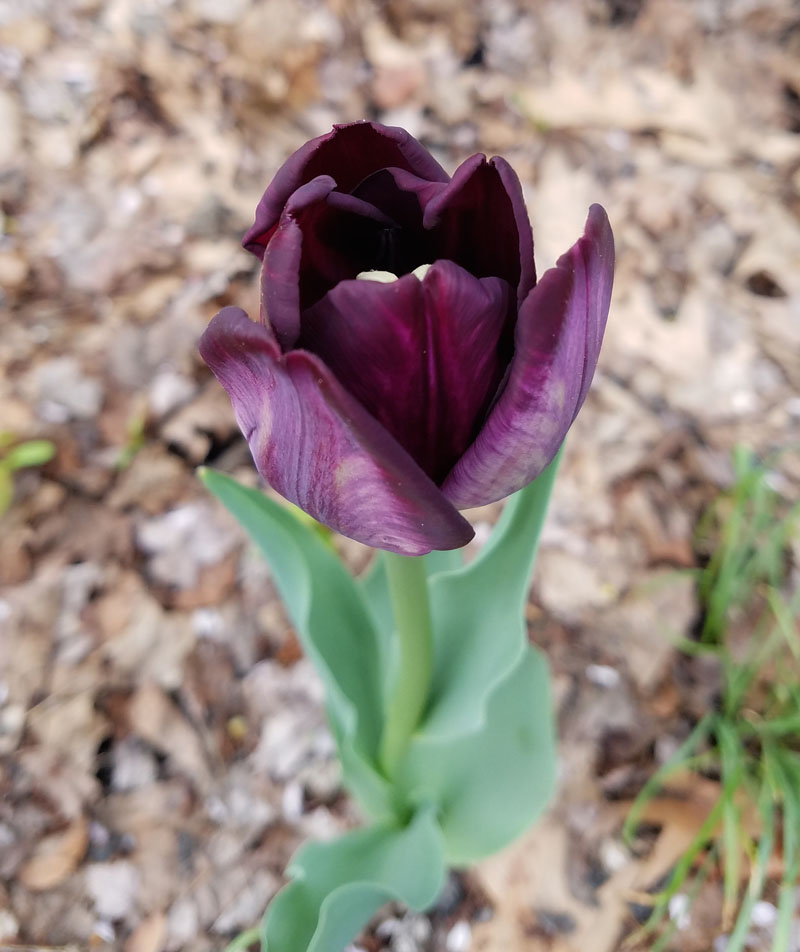 Purple Tulip