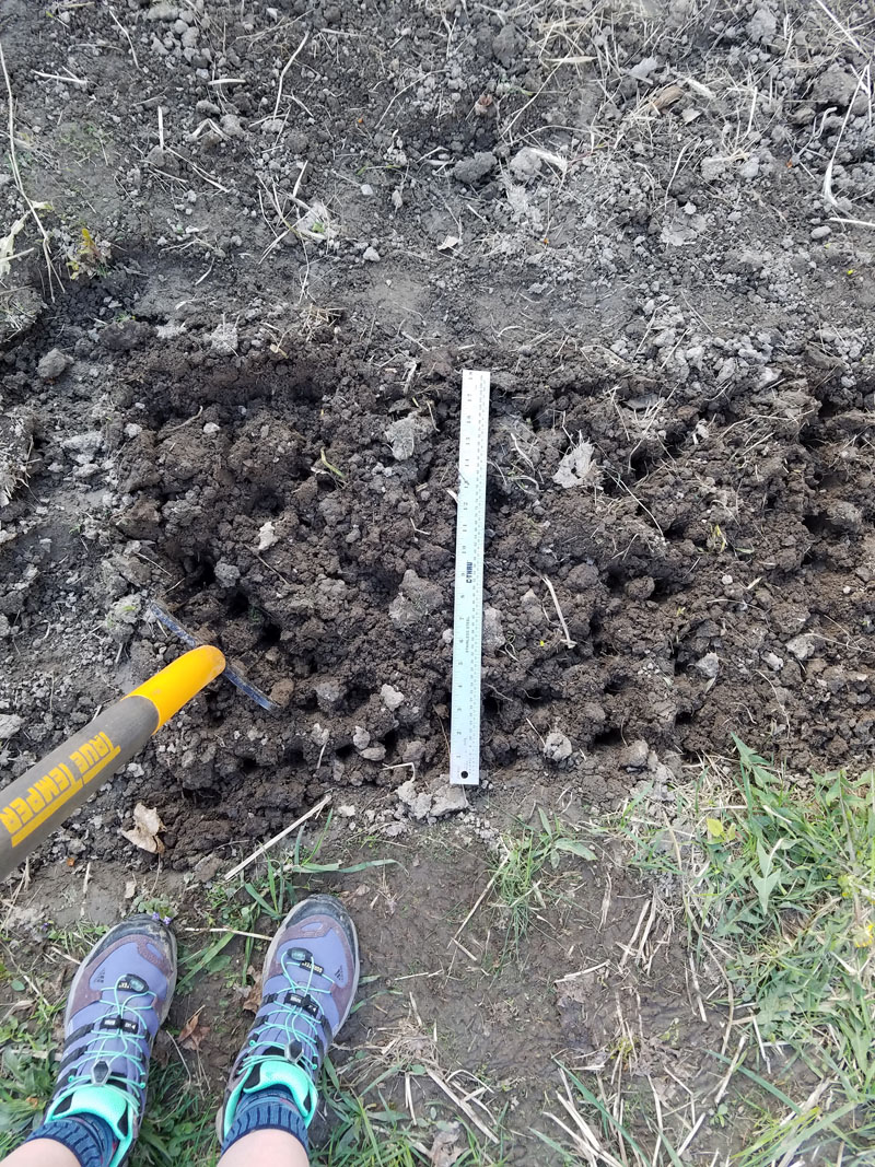 Measuring sod rows