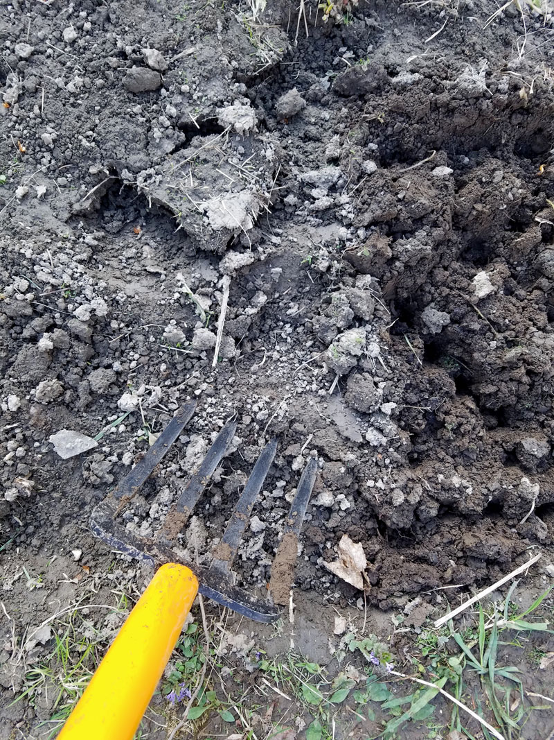 Forking soil for garden sod