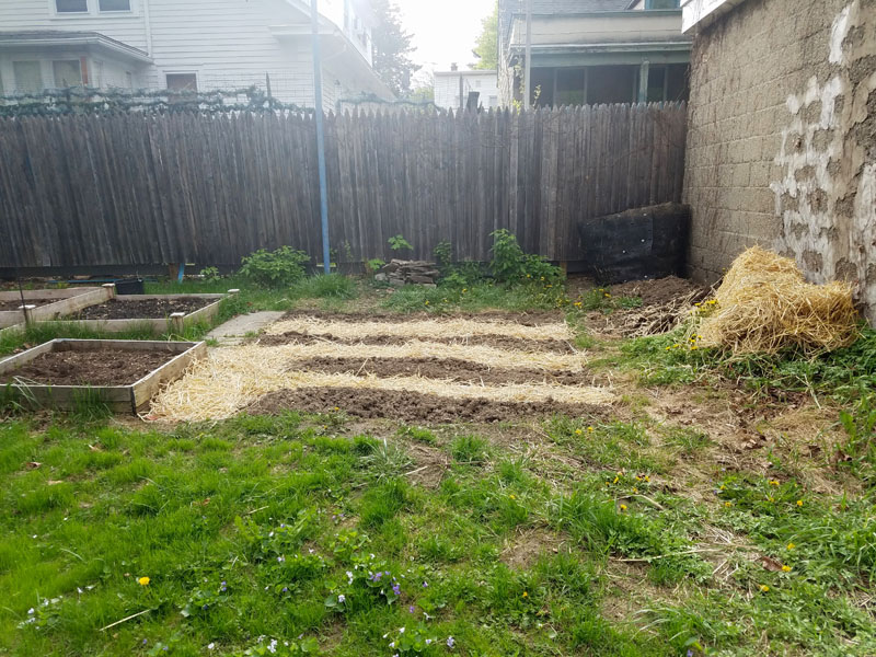 Mulch straw for garden