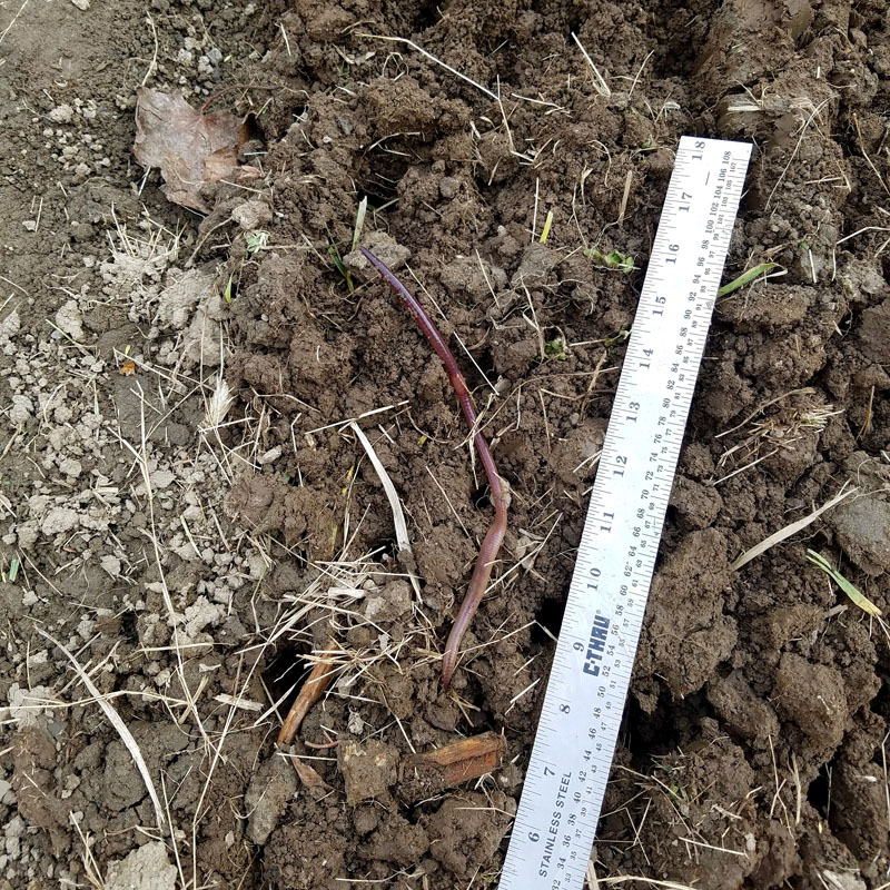 garden earthworm