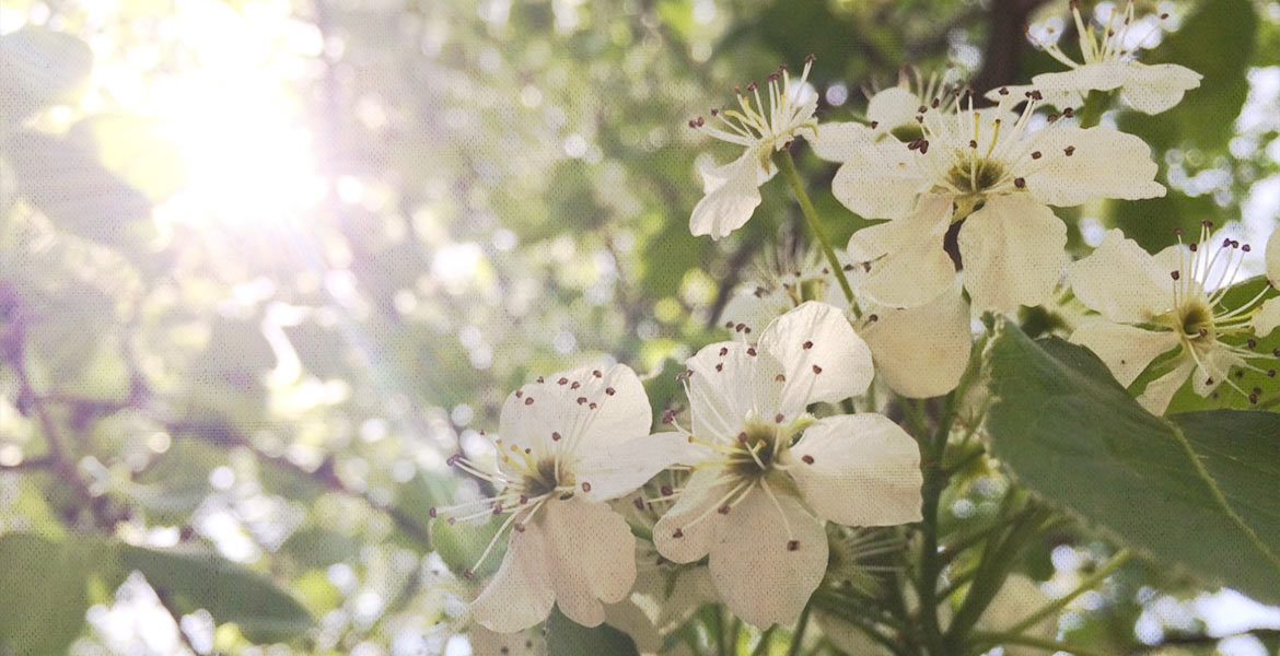 Spring Flowers - Into the Great Wide Open